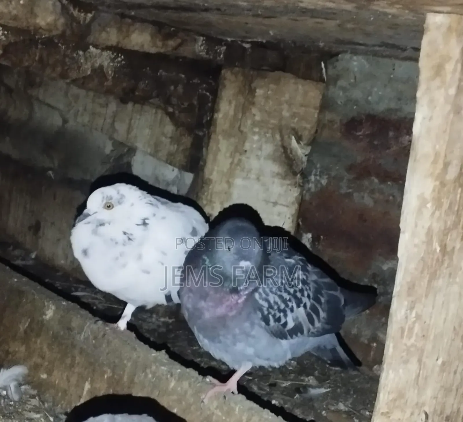 Mature Local Pegions Breeding Pairs