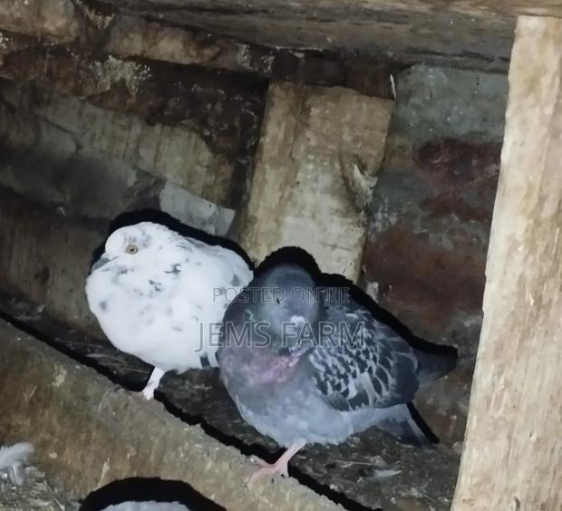 Mature Local Pegions Breeding Pairs - thumbnail 2