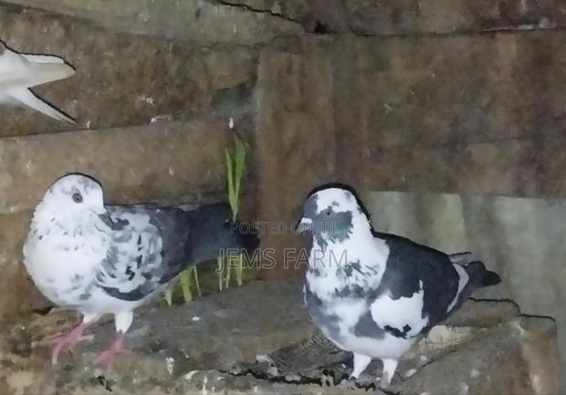 Mature Local Pegions Breeding Pairs - thumbnail 3