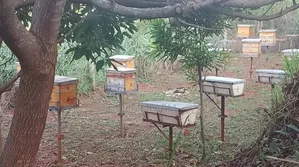 Pure Organic Honey From Jems Apiary