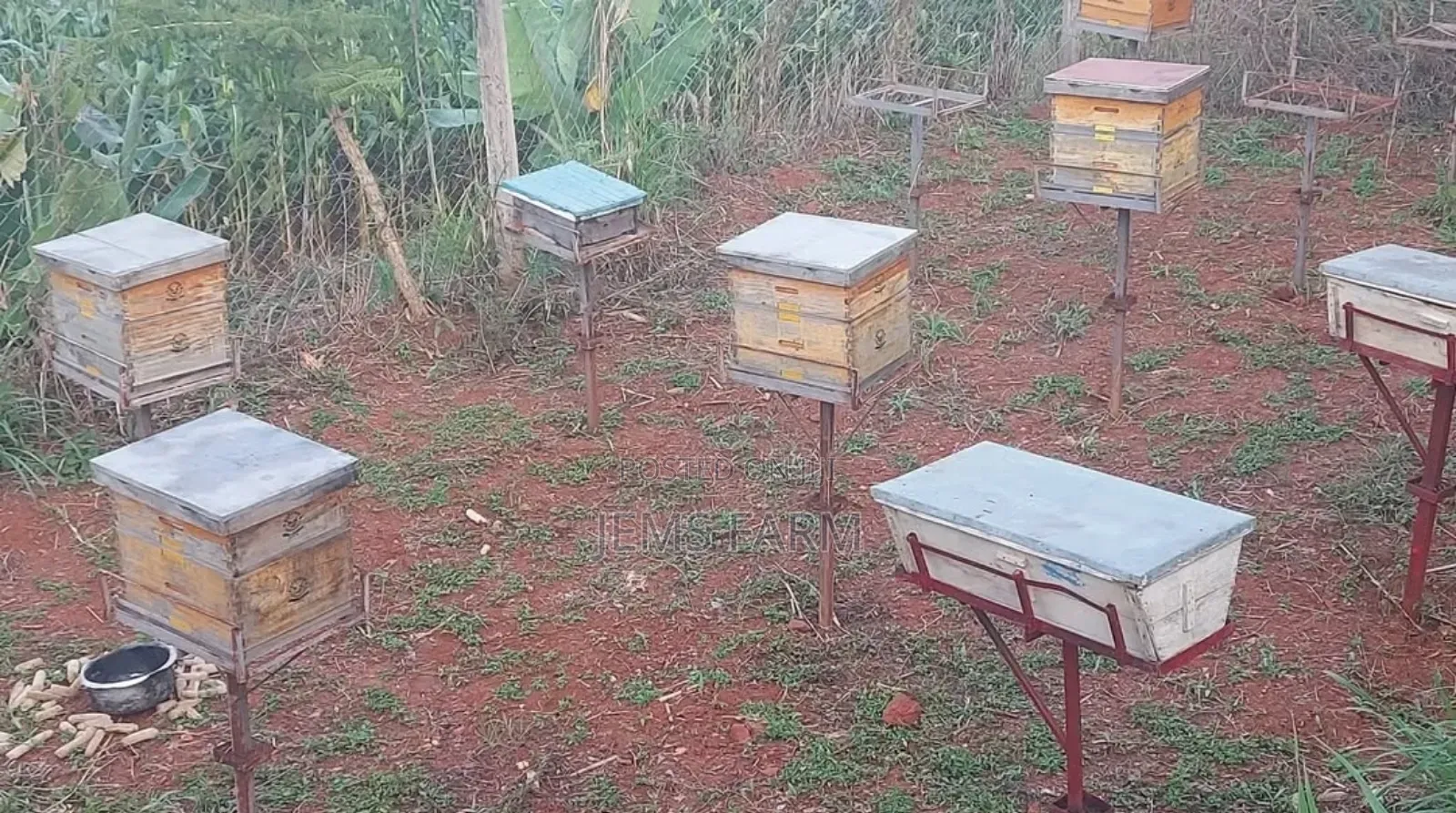 Pure Organic Honey From Jems Apiary