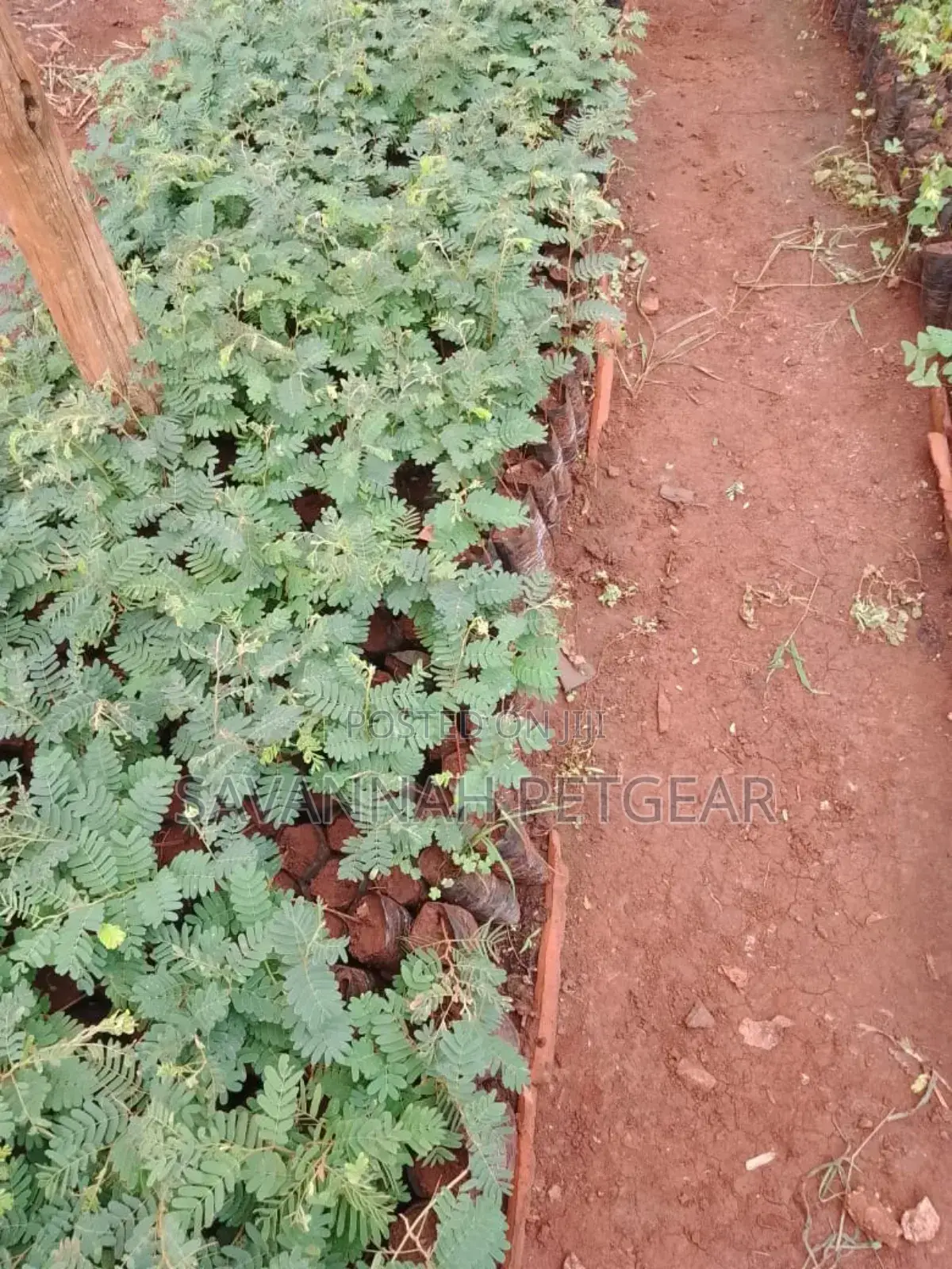 Tamarind Tree Seedlings for Sale - Moq 25pcs