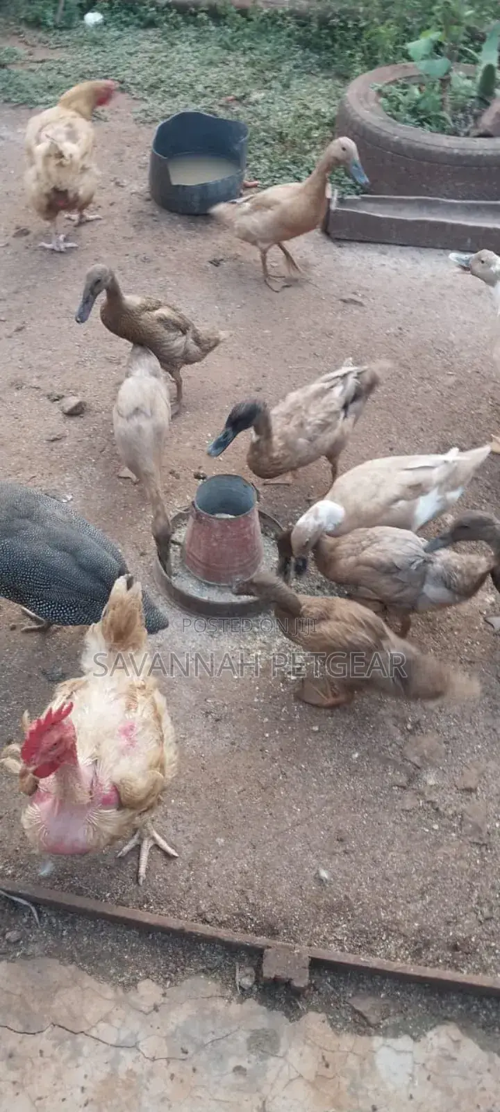 Indian Runners Ducks - Mature Ornamental Ducks Per Bird