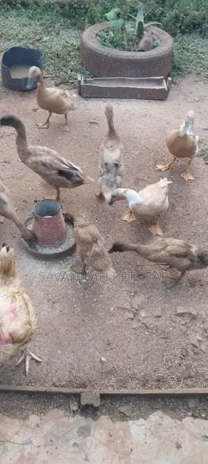 Indian Runners Ducks - Mature Ornamental Ducks Per Bird