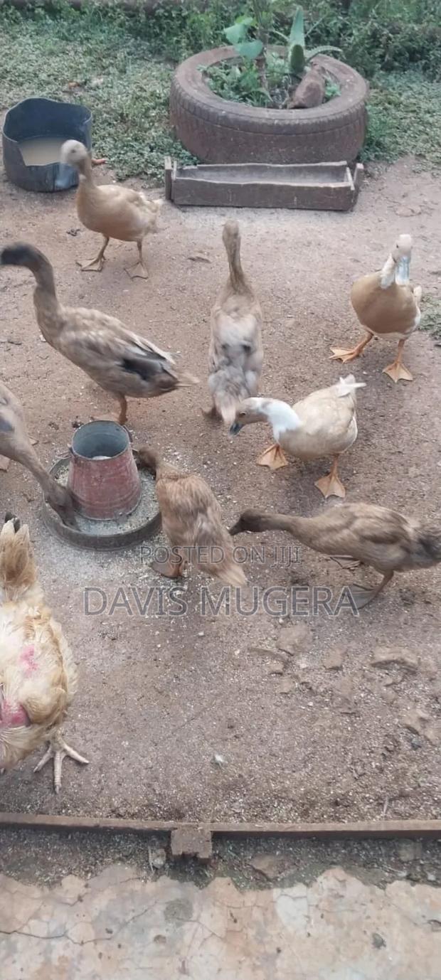 Indian Runners Ducks - Mature Ornamental Ducks Per Bird - thumbnail 2