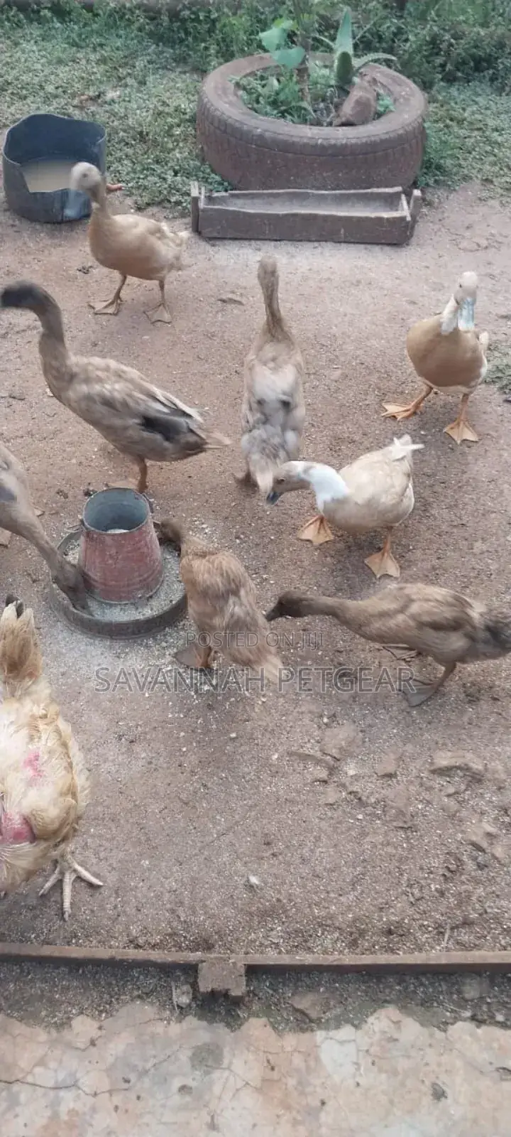 Indian Runners Ducks - Mature Ornamental Ducks Per Bird