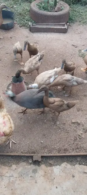 Indian Runners Ducks - Mature Ornamental Ducks Per Bird