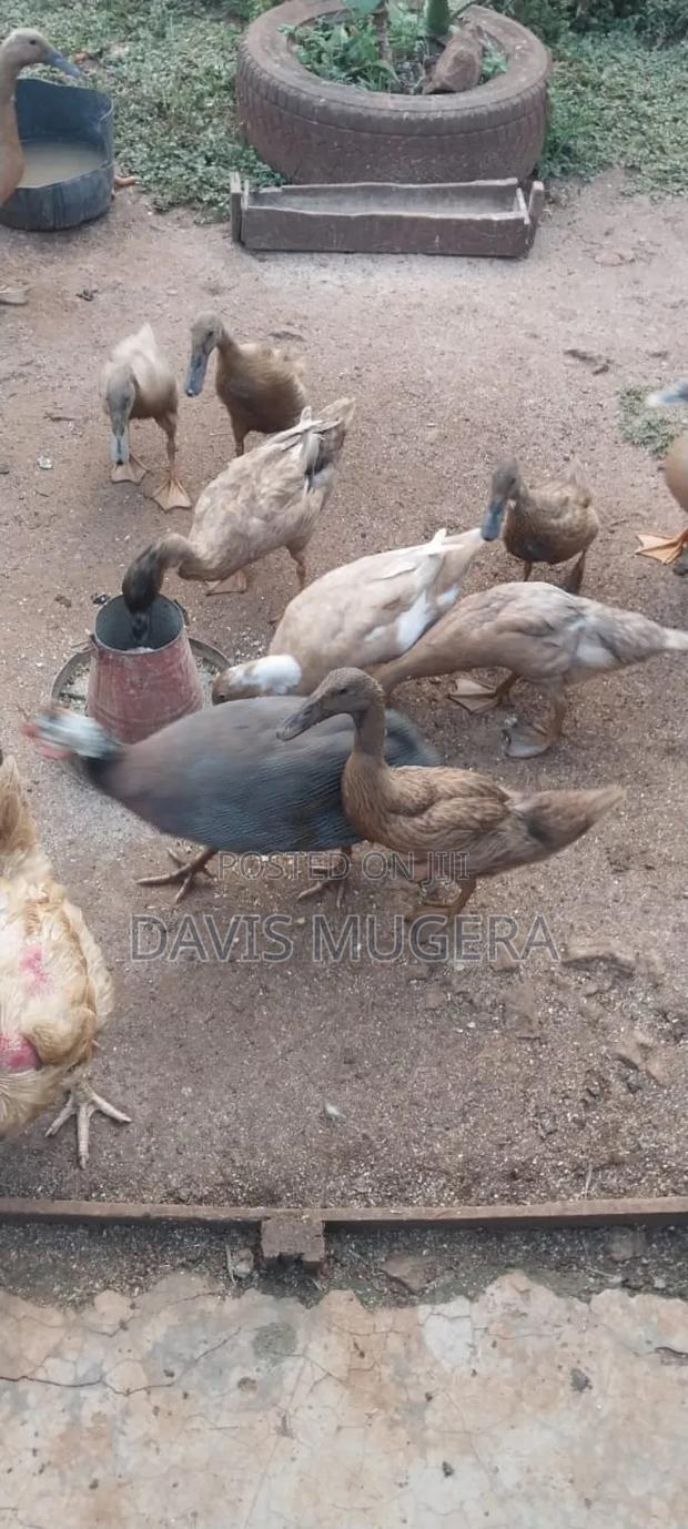 Indian Runners Ducks - Mature Ornamental Ducks Per Bird - thumbnail 3
