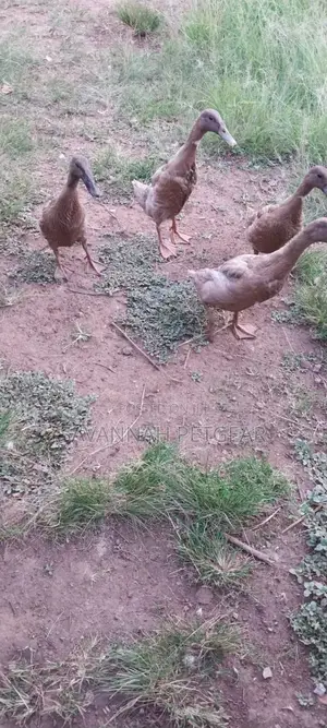 Indian Runners Ducks - Mature Ornamental Ducks Per Bird