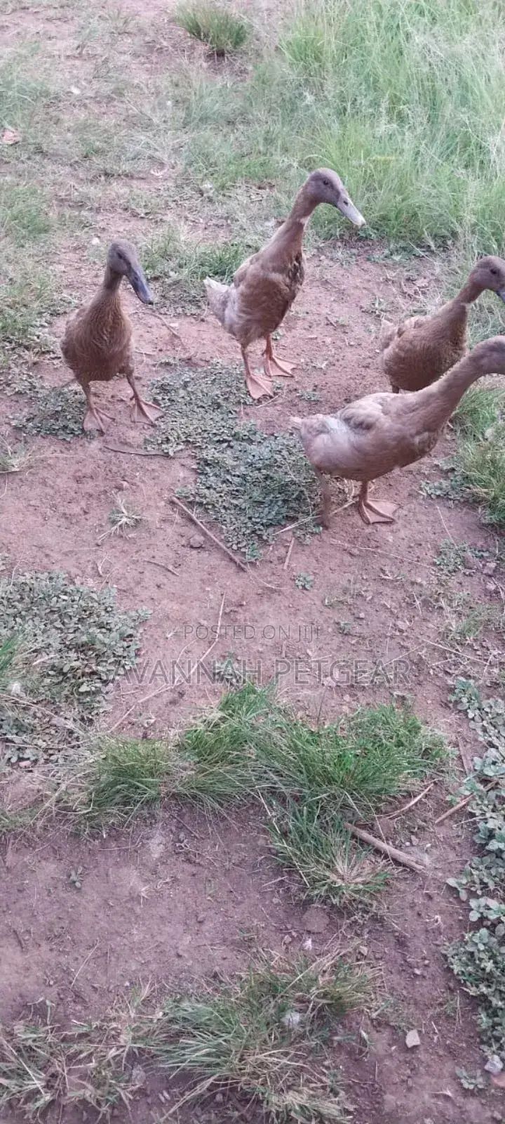 Indian Runners Ducks - Mature Ornamental Ducks Per Bird