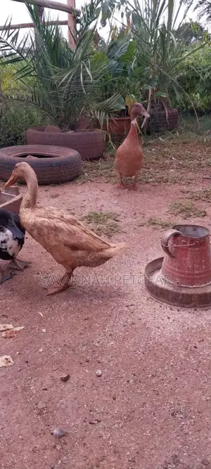 Indian Runners Ducks - Mature Ornamental Ducks Per Bird