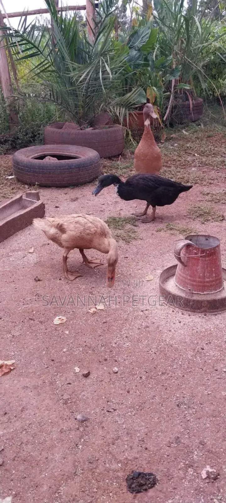 Indian Runners Ducks - Mature Ornamental Ducks Per Bird