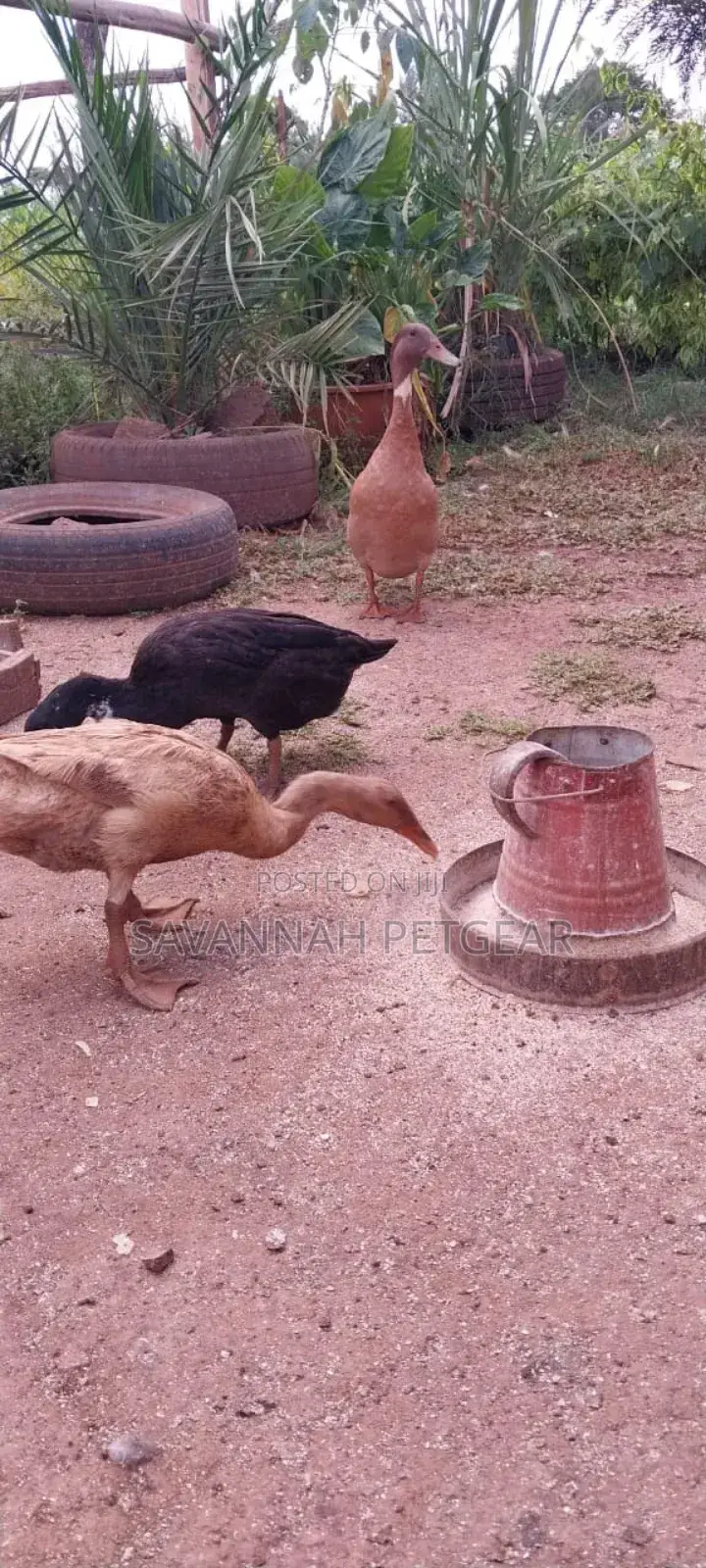 Indian Runners Ducks - Mature Ornamental Ducks Per Bird