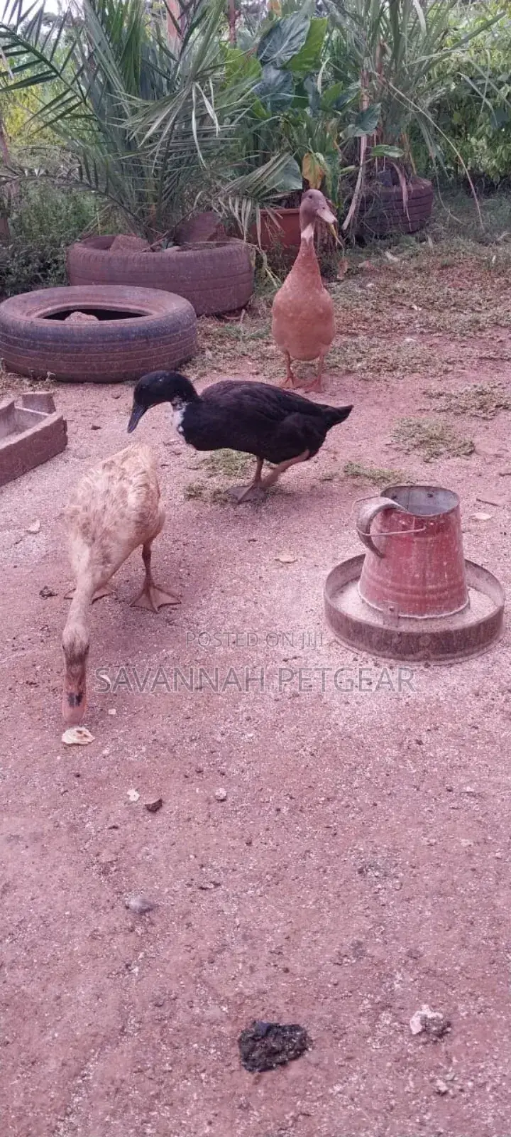 Indian Runners Ducks - Mature Ornamental Ducks Per Bird