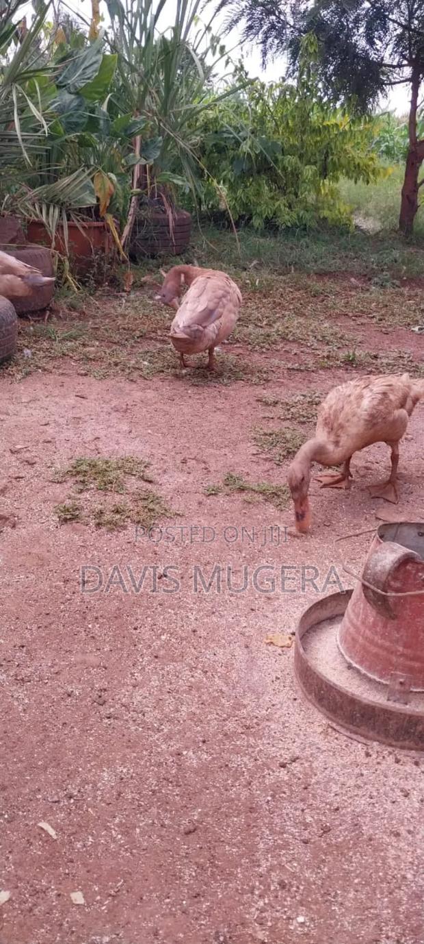 Indian Runners Ducks - Mature Ornamental Ducks Per Bird - thumbnail 9