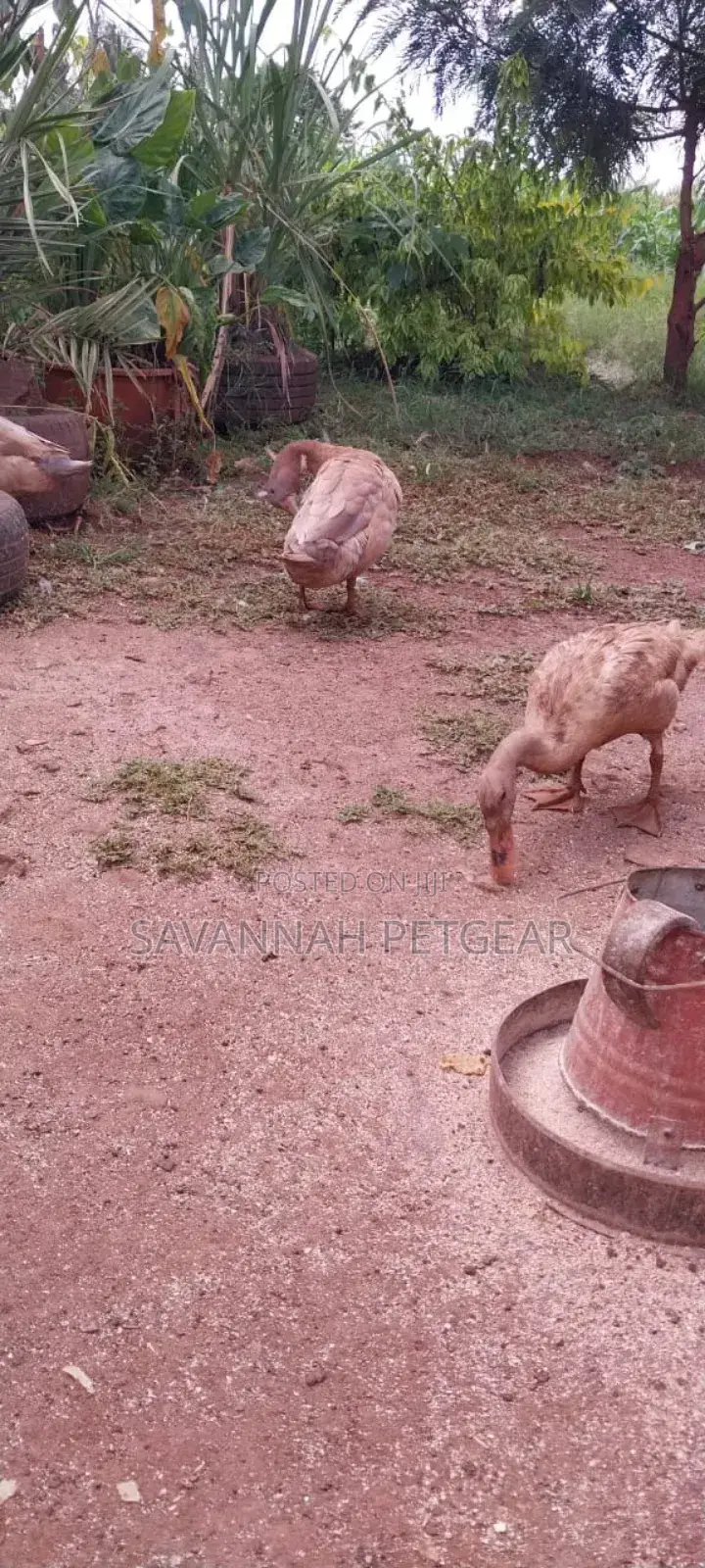 Indian Runners Ducks - Mature Ornamental Ducks Per Bird
