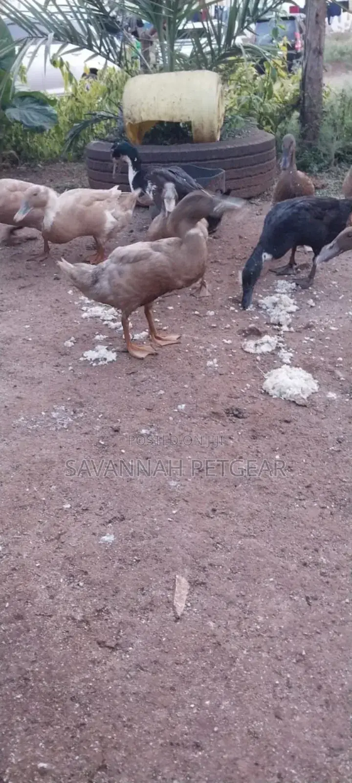 Indian Runners Ducks - Mature Ornamental Ducks Per Bird