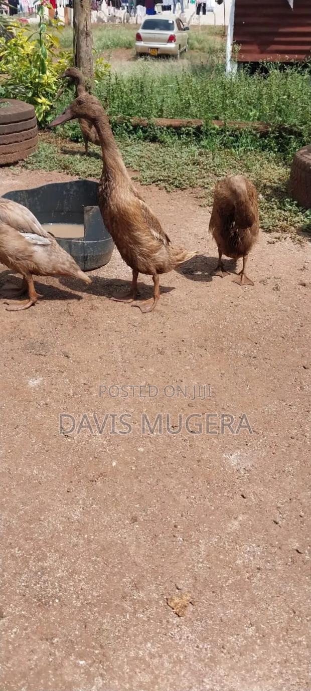 Indian Runners Ducks - Mature Ornamental Ducks Per Bird - thumbnail 11