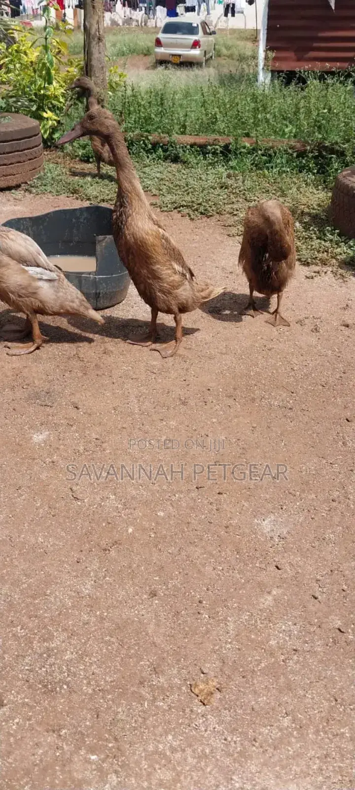 Indian Runners Ducks - Mature Ornamental Ducks Per Bird