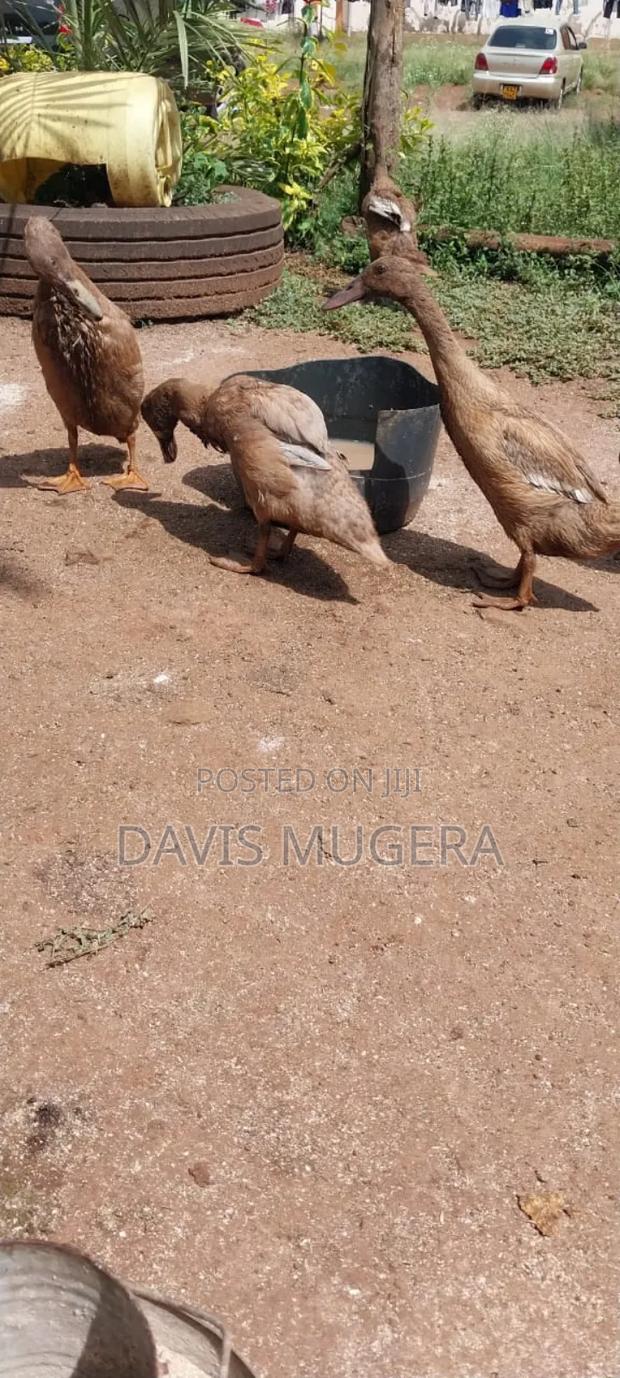 Indian Runners Ducks - Mature Ornamental Ducks Per Bird - thumbnail 12