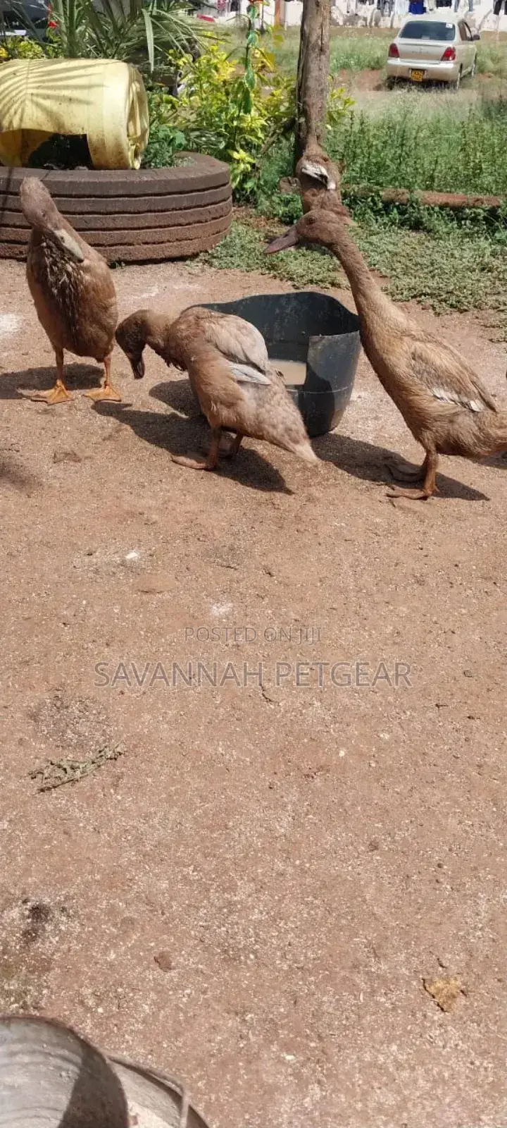 Indian Runners Ducks - Mature Ornamental Ducks Per Bird