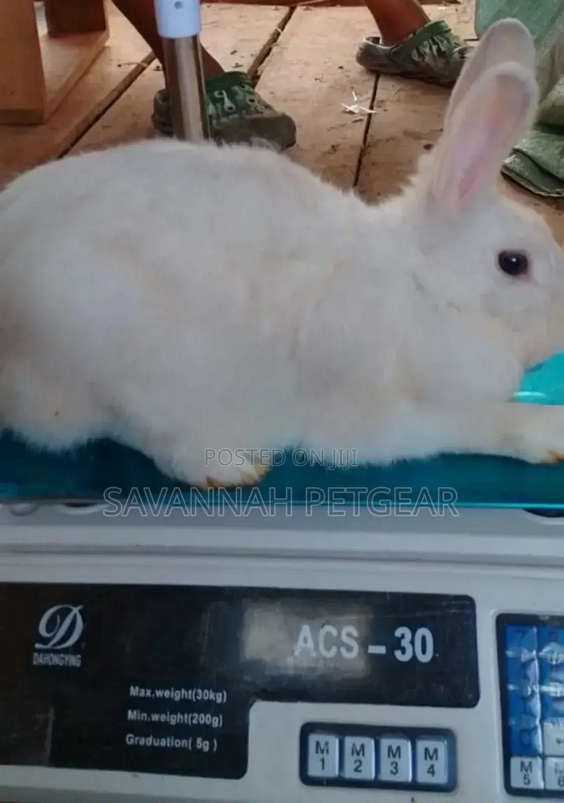 New Zealand White Rabbits - Mature Doe and Bucks
