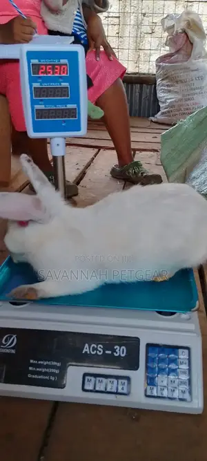 New Zealand White Rabbits - Mature Doe and Bucks