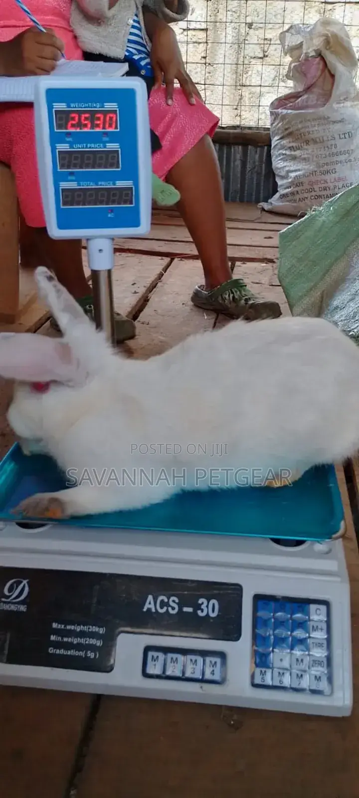New Zealand White Rabbits - Mature Doe and Bucks