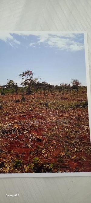 Msumarini - Kikambala - thumbnail 2