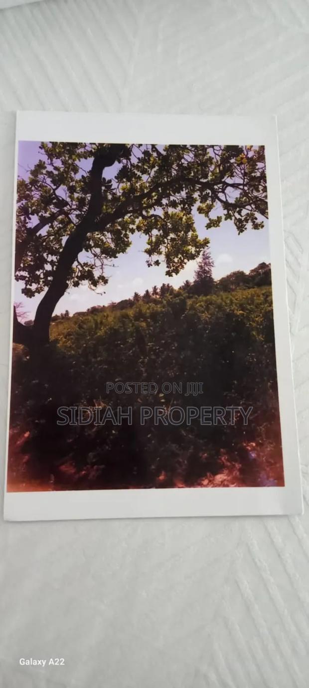 Msumarini - Kikambala - thumbnail 3