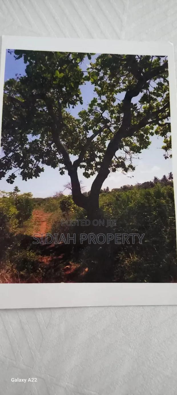 Msumarini - Kikambala - thumbnail 5