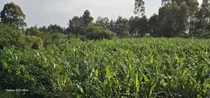 1⁄2 Acre With 2 Bedrooms for Sale in Kipkenyo Eldoret Simat