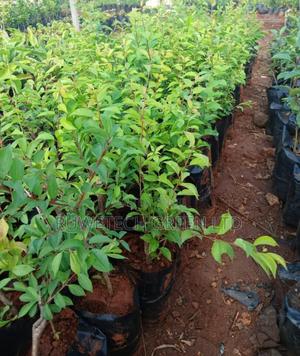 Red/White Plums - main view