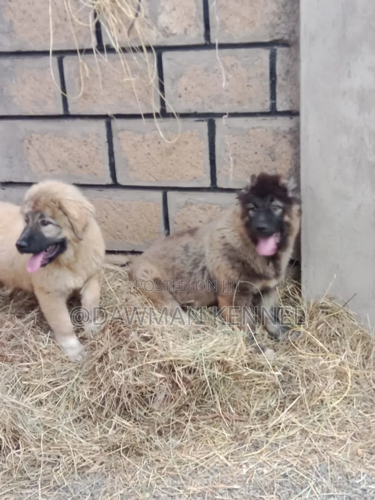 1-3 months Male Purebred Caucasian Shepherd