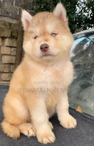 1-3 months Male Purebred Siberian Husky