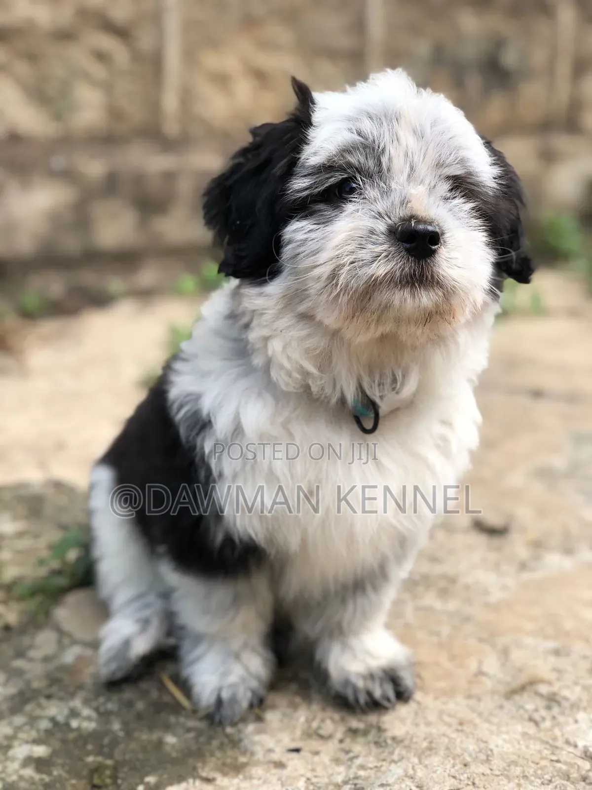 1-3 months Male Purebred Havanese