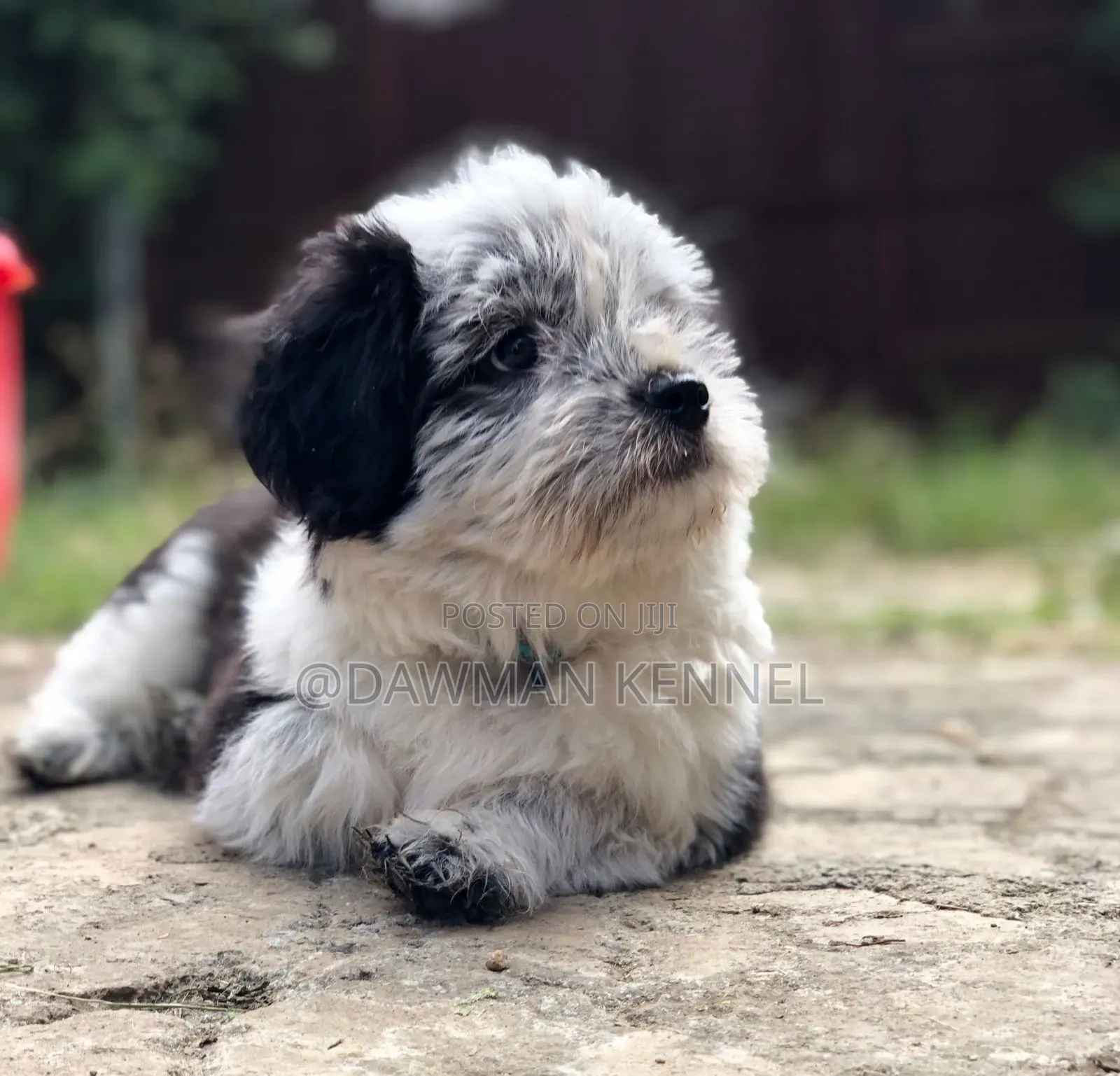 1-3 months Male Purebred Havanese