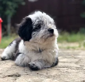 1-3 months Male Purebred Havanese