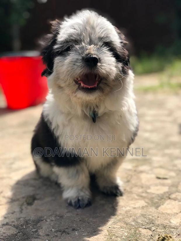 1-3 months Male Purebred Havanese - main view