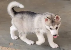 1-3 months Male Purebred Siberian Husky