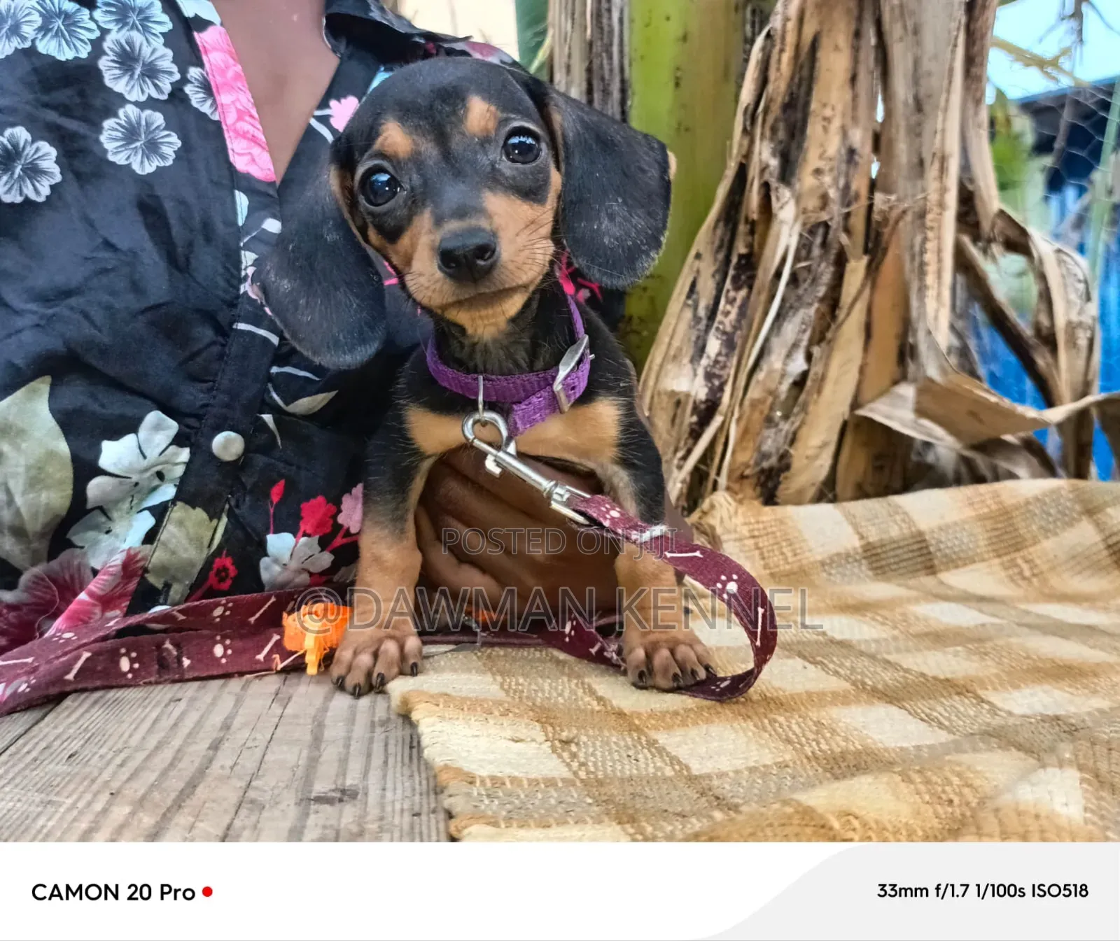 1-3 months Male Purebred Dachshund