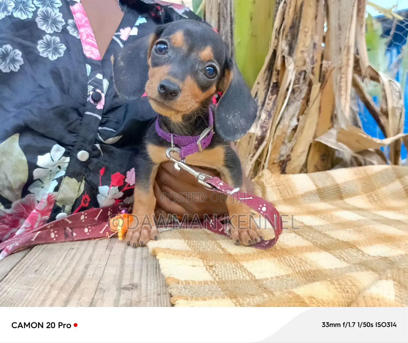 1-3 months Male Purebred Dachshund