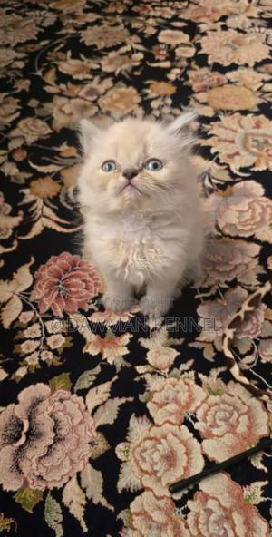 1-3 months Male Purebred Ragdoll - thumbnail 2