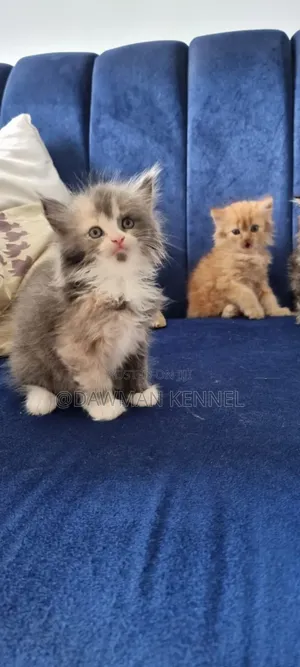 1-3 months Female Purebred Persian