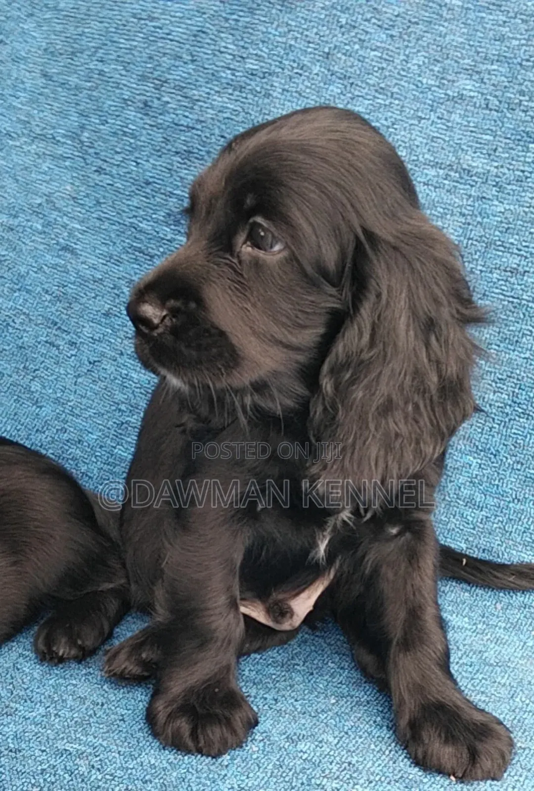 1-3 months Male Purebred Cocker Spaniel