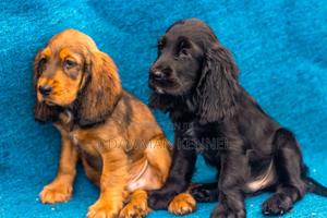 1-3 months Male Purebred Cocker Spaniel - thumbnail 2
