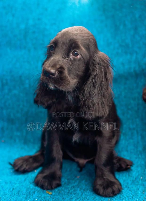 1-3 months Female Purebred Cocker Spaniel - main view