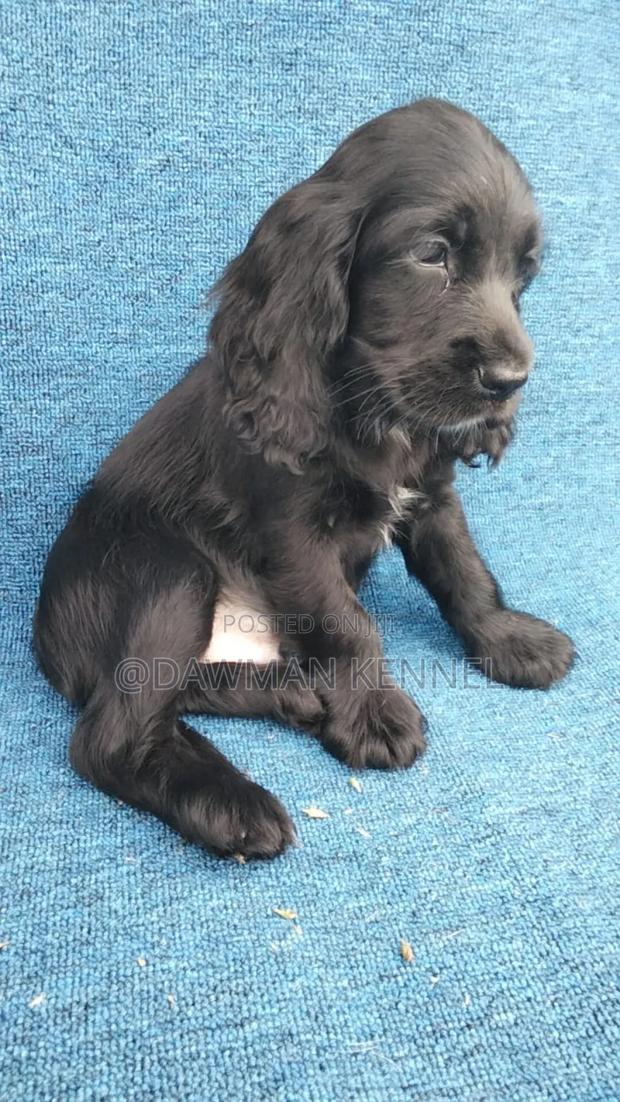 1-3 months Female Purebred Cocker Spaniel - thumbnail 3