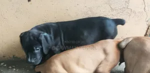 1-3 months Male Purebred Boerboel