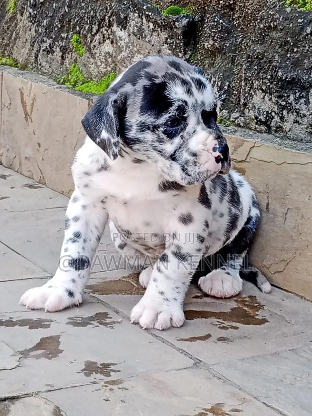 1-3 months Male Purebred Great Dane